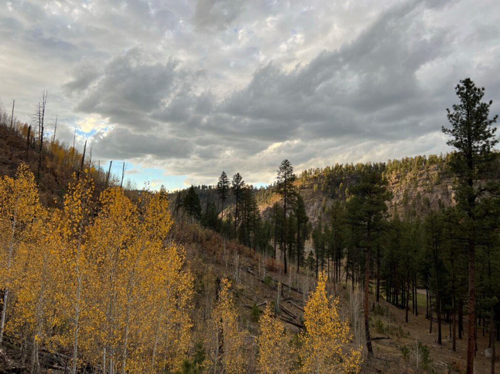 Aspen trees in a forest under a cloudy sky.